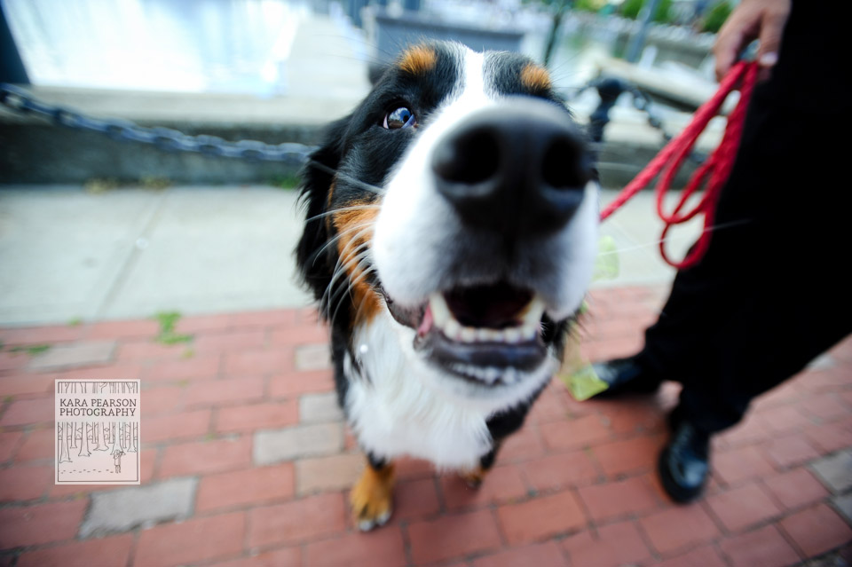 wedding-portraits-with-dog