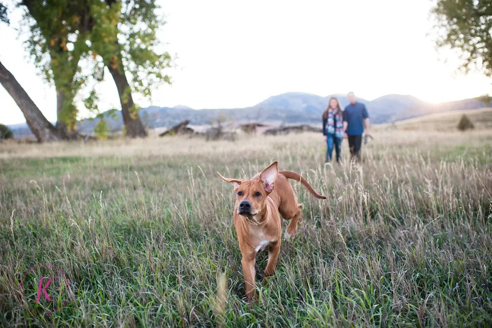 dog-portraits-denver