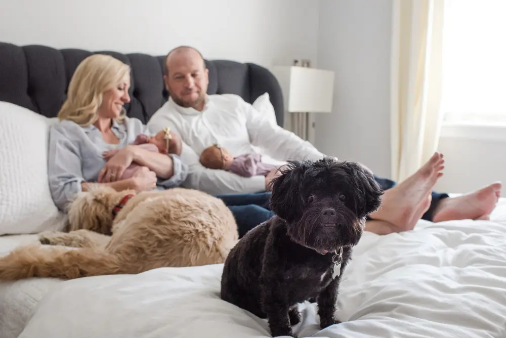 newborn portraits with dogs