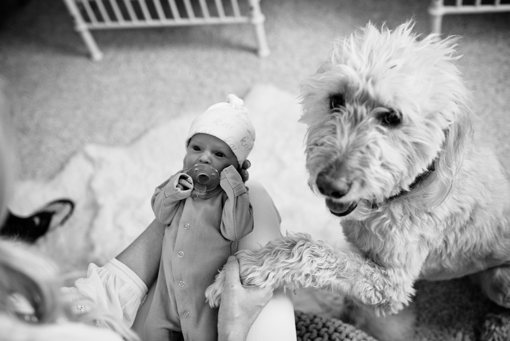 dog with newborn in denver