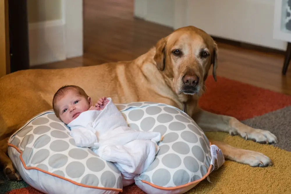 newborn photos in the highlands