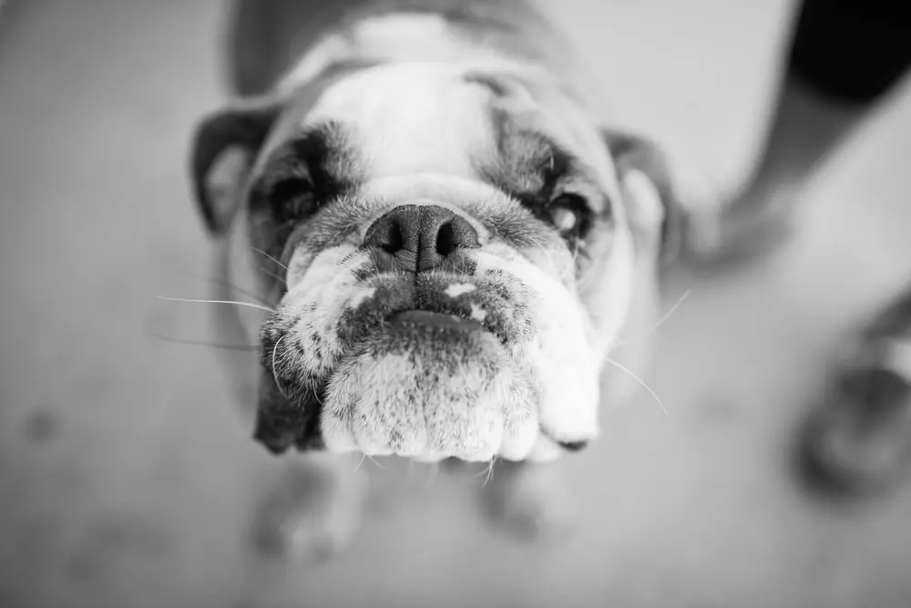 bulldog portrait at wedding