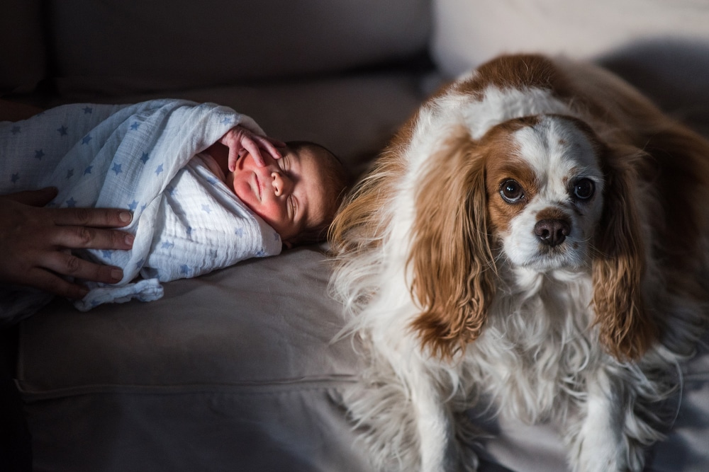 dog with newborn portraits in denver