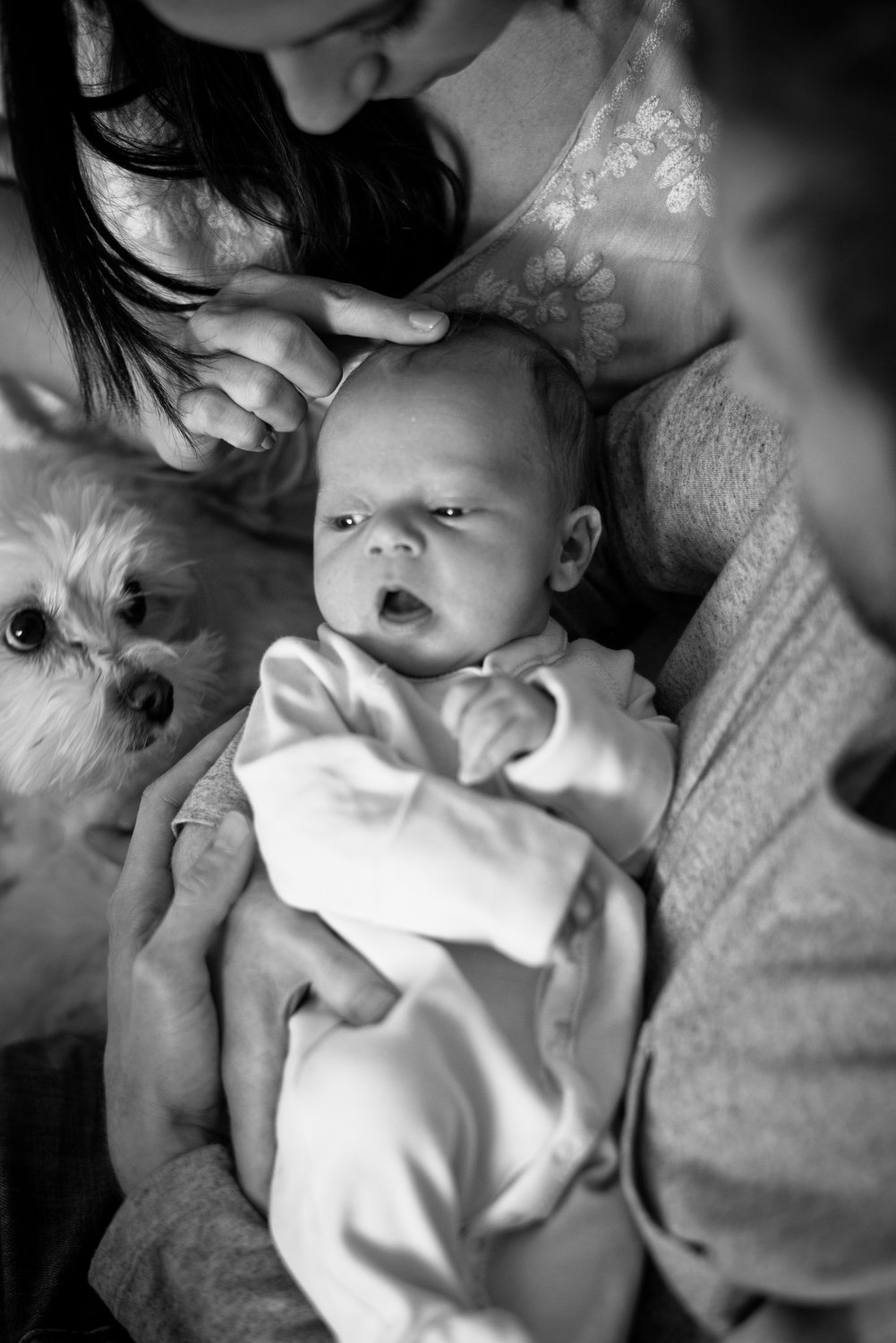 newborn baby with his dog during family portraits in Denver