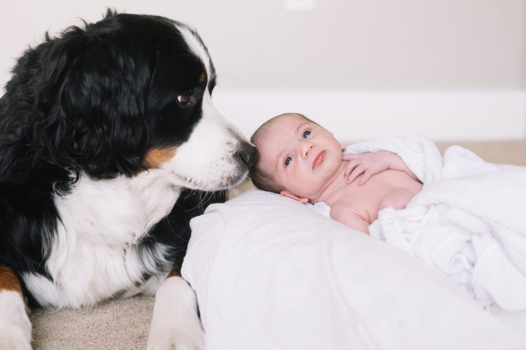 St. Bernard with newborn baby boy during Newborn portraits in Denver's Platte Park