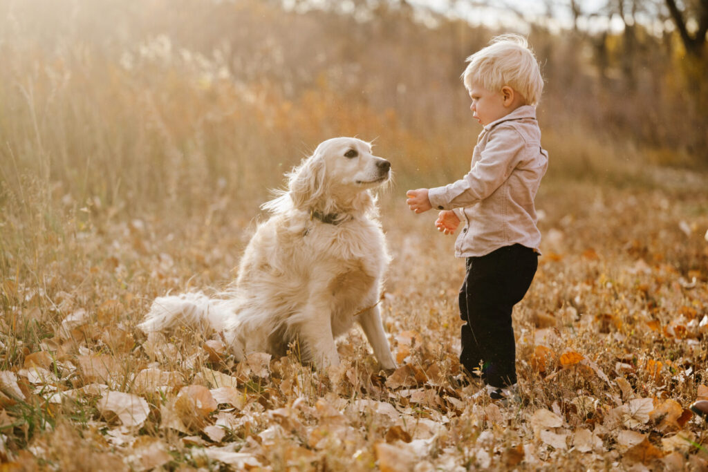 A boy pets his golden retriever in a pile of leaves in Denver.